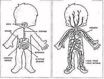 aparatos%2520digestivo%2520y%2520circulatorio.jpg