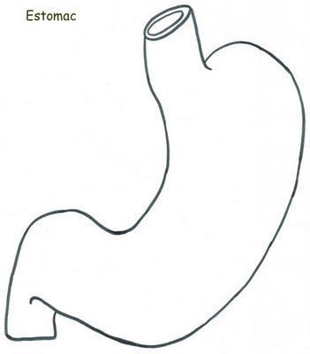 estomago.jpg