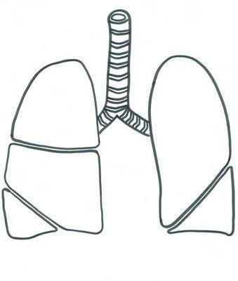 pulmones.jpg